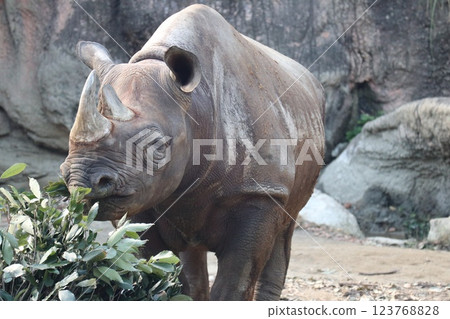 A warm day at Osaka Tennoji Zoo 123768828