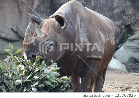 A warm day at Osaka Tennoji Zoo 123768829