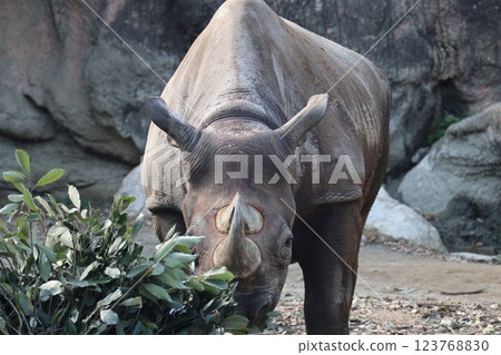 大阪天王寺動物園的溫暖的一天 123768830