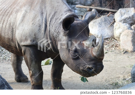 A warm day at Osaka Tennoji Zoo 123768836
