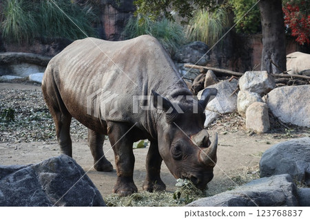 A warm day at Osaka Tennoji Zoo 123768837