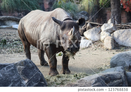 大阪天王寺動物園的溫暖的一天 123768838