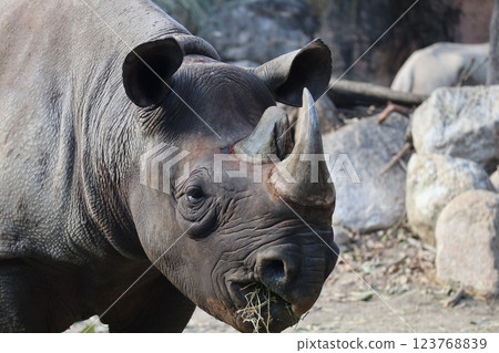 A warm day at Osaka Tennoji Zoo 123768839