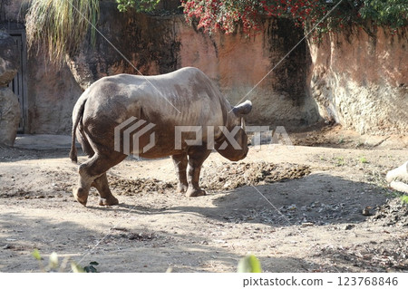 大阪天王寺動物園的溫暖的一天 大阪天王寺動物園的溫暖的一天 123768846