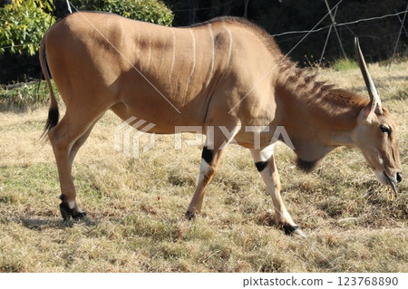 大阪天王寺動物園的溫暖的一天 123768890