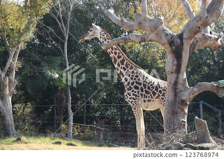 大阪天王寺動物園的溫暖的一天 123768974