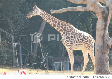 大阪天王寺動物園的溫暖的一天 大阪天王寺動物園的溫暖的一天 123768977