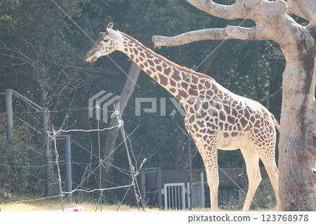 大阪天王寺動物園的溫暖的一天 大阪天王寺動物園的溫暖的一天 123768978