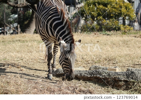 大阪天王寺動物園的溫暖的一天 大阪天王寺動物園的溫暖的一天 123769014