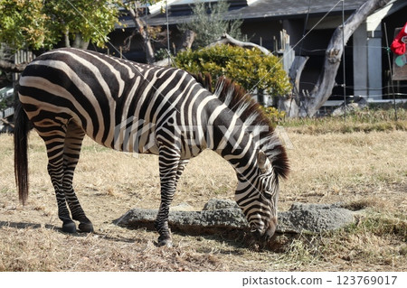 大阪天王寺動物園的溫暖的一天 123769017