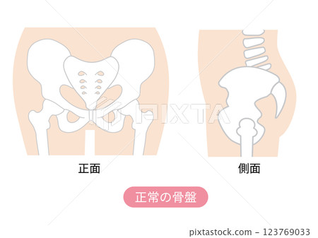 圖示顯示骨盆的正常位置 123769033