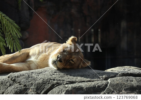 A warm day at Osaka Tennoji Zoo A warm day at Osaka Tennoji Zoo 123769068