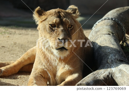 大阪天王寺動物園的溫暖的一天 123769069