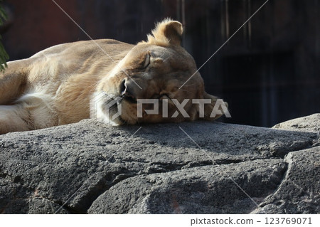 A warm day at Osaka Tennoji Zoo A warm day at Osaka Tennoji Zoo 123769071