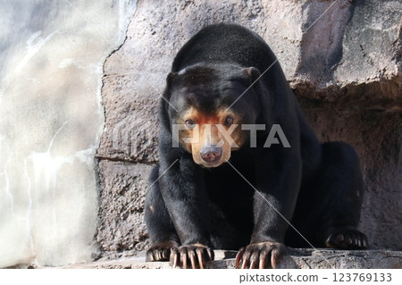 A warm day at Osaka Tennoji Zoo 123769133