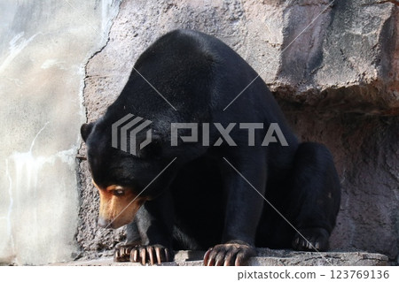 A warm day at Osaka Tennoji Zoo A warm day at Osaka Tennoji Zoo 123769136