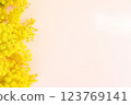 Bouquet of mimosa on a pink background 1 123769141