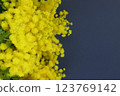 Bouquet of mimosa flowers on a navy background 2 123769142