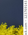 Mimosa bouquet on navy background 1 123769143