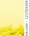 Bouquet of mimosa on a yellow background 1 123769169