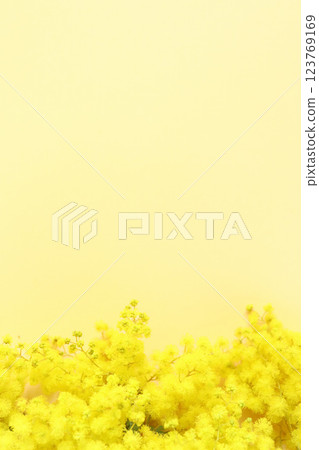 Bouquet of mimosa on a yellow background 1 Bouquet of mimosa on a yellow background 1 123769169