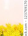 Two bouquets of mimosa on a pink background 123769170