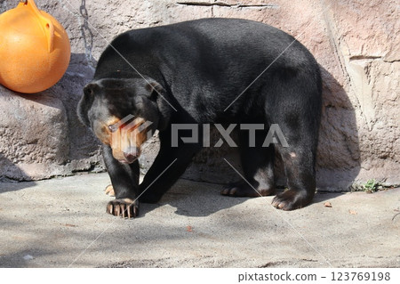 A warm day at Osaka Tennoji Zoo A warm day at Osaka Tennoji Zoo 123769198