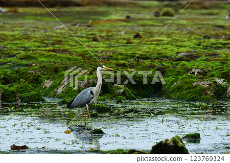 A grey heron walking along a rocky area covered with seaweed A grey heron walking along a rocky area covered with seaweed 123769324
