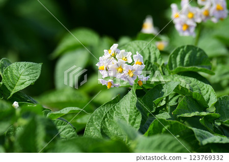 淺紫色馬鈴薯花 淺紫色馬鈴薯花 123769332