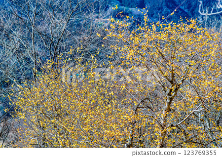 埼玉、秩父：法堂山蠟梅 123769355