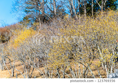 Saitama, Chichibu: Wintersweet on Mount Hodo 123769356