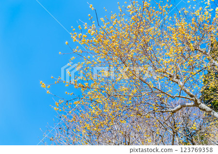 Saitama, Chichibu: Wintersweet on Mount Hodo 123769358