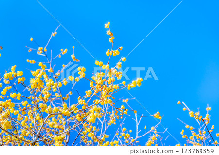 Saitama, Chichibu: Wintersweet on Mount Hodo Saitama, Chichibu: Wintersweet on Mount Hodo 123769359