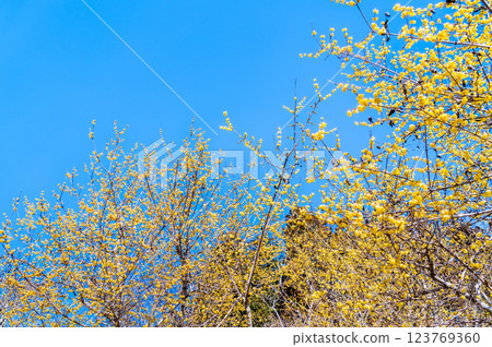 Saitama, Chichibu: Wintersweet on Mount Hodo 123769360