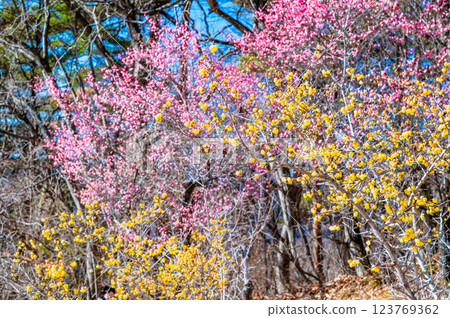 Chichibu, Saitama - Wintersweet and red plum blossoms on Mt. Hodo 123769362
