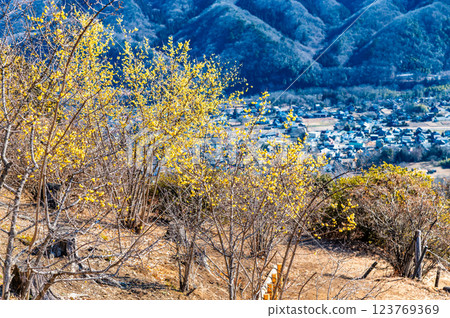 Saitama, Chichibu - Wintersweet on Mt. Hodo and the view of the Chichibu Basin 123769369