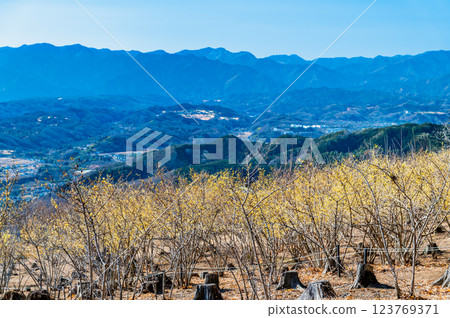 Saitama, Chichibu - Wintersweet on Mt. Hodo and the view of the Chichibu Basin 123769371