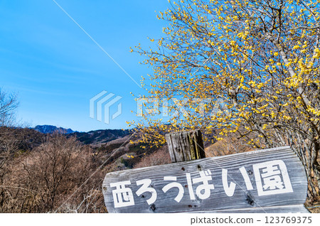 埼玉、秩父：法堂山蠟梅 123769375