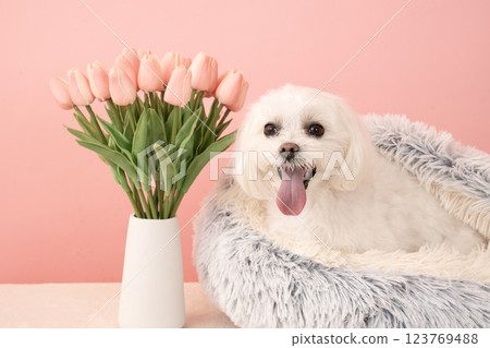 馬耳他犬 Coco 躺在床上，與 Pink Buck 和鬱金香一起微笑 123769488