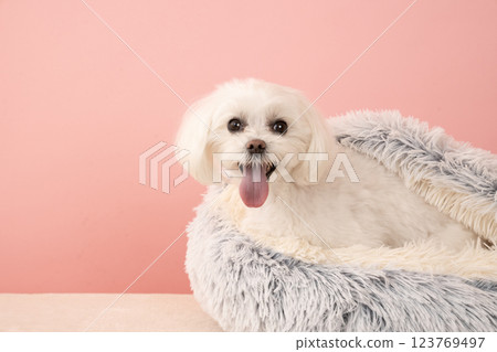 Coco the Maltese smiling in bed with Pink Buck Coco the Maltese smiling in bed with Pink Buck 123769497