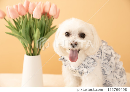Coco the smiling Maltese with a beige bag and tulips Coco the smiling Maltese with a beige bag and tulips 123769498