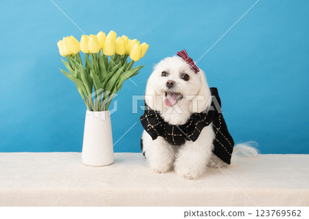 Coco the smiling Maltese with a blue buck and yellow tulips 123769562