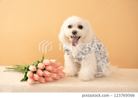 微笑的馬耳他犬 Coco 拿著米色包和鬱金香 123769566