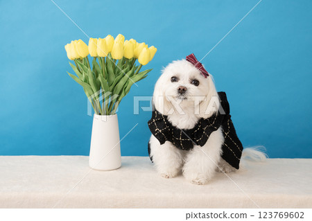 Coco the smiling Maltese with a blue buck and yellow tulips 123769602