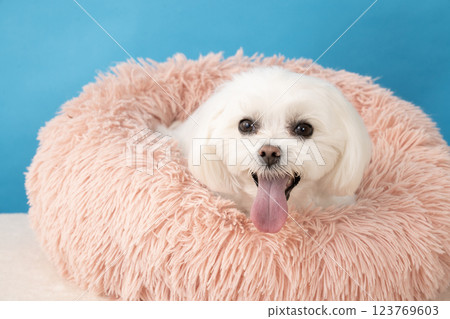 Coco, a Maltese dog in a pink bed with a blue buck Coco, a Maltese dog in a pink bed with a blue buck 123769603