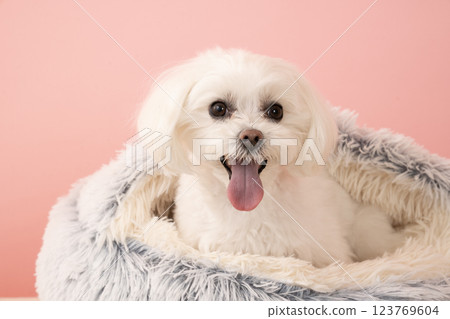 Coco the Maltese smiling in bed with Pink Buck 123769604