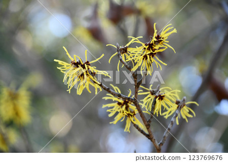 Cinnaman sac Cinnaman sac 123769676