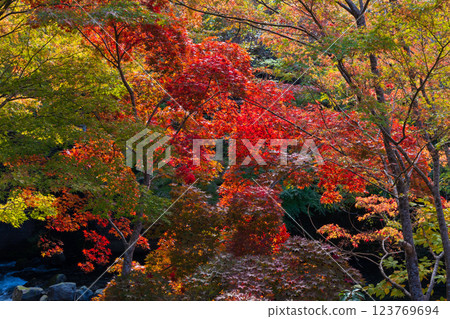 青森縣黑石市的秋天 - 中野紅葉山的紅葉 青森縣黑石市的秋天 - 中野紅葉山的紅葉 123769694