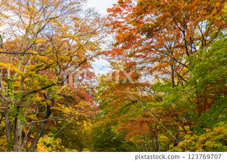 Autumn in Kuroishi, Aomori Prefecture - Autumn leaves at Nakano Momijiyama Autumn in Kuroishi, Aomori Prefecture - Autumn leaves at Nakano Momijiyama 123769707
