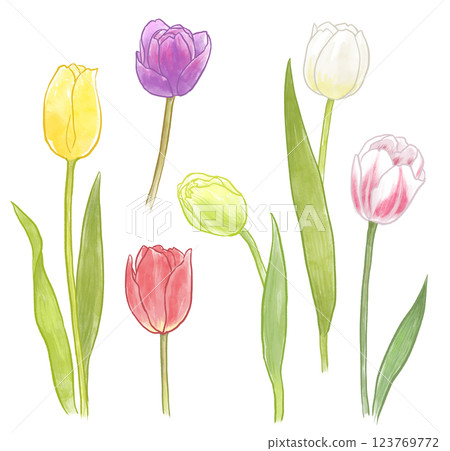 鬱金香圖 123769772